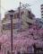 溝口近辺の桜