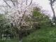 龍角寺古墳群の桜